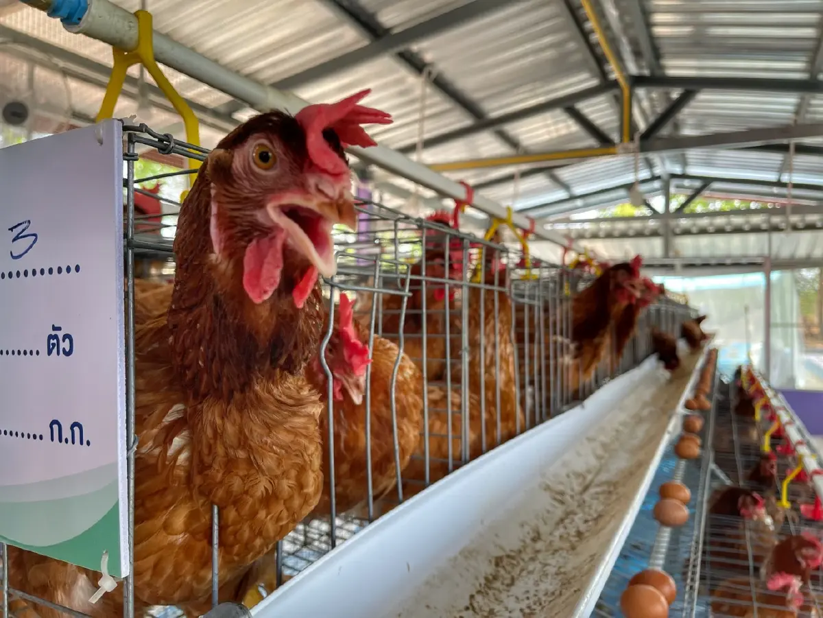 ทรูฯ นำร่อง ฟาร์มไก่อัจฉริยะ นครพนม ควบคุมระบบการเลี้ยงผ่านไอโอที