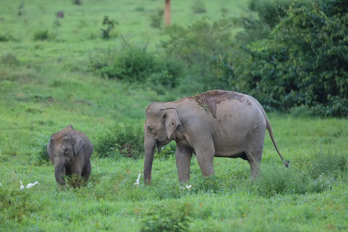 ลดความขัดแย้งระหว่าง 'ช้างกับคน' ด้วย AI เตือนภัย-เฝ้าระวังช้างป่า