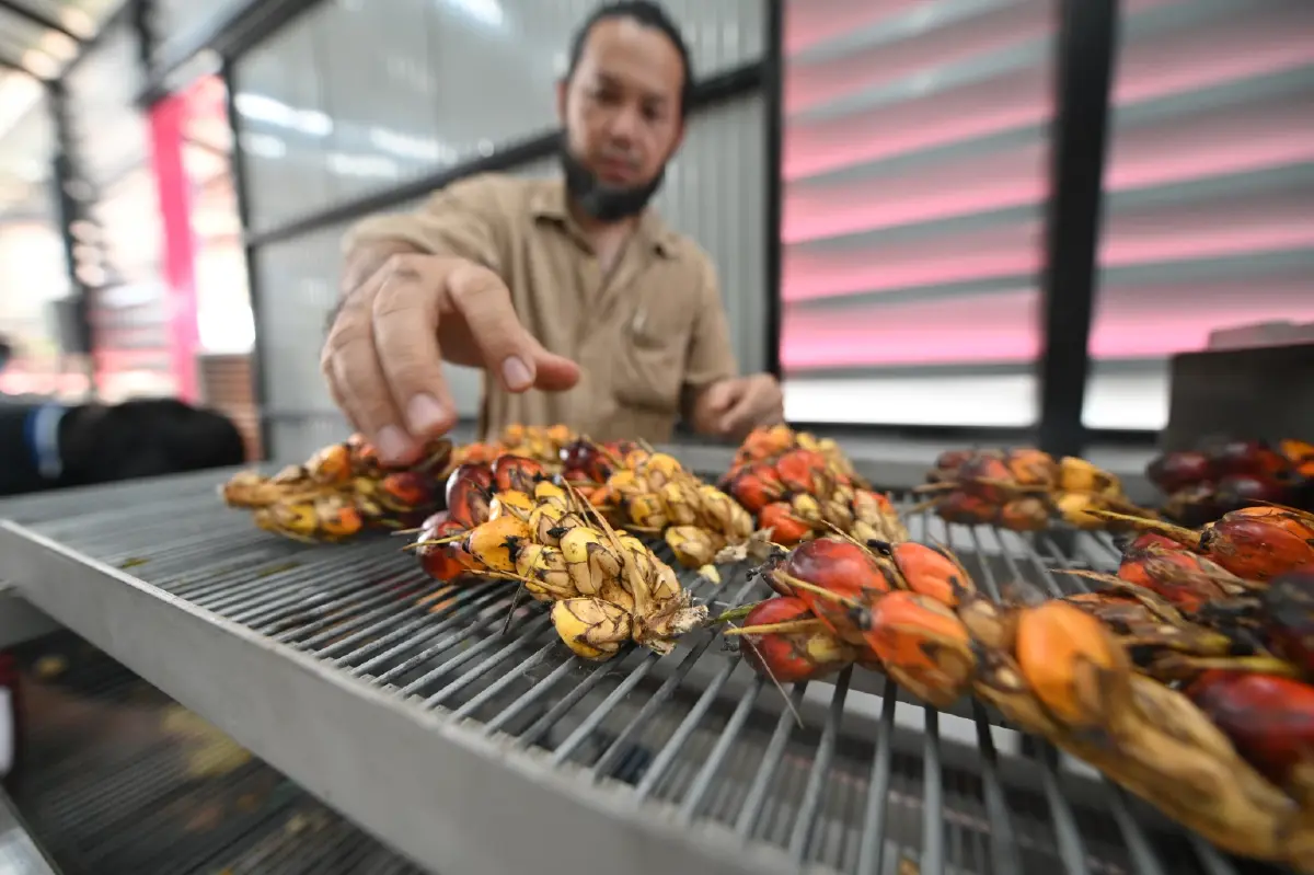 สกนช. ช่วยชุมชน จ.ตรัง ผลิตปาล์มแดงรับเทรนด์สุขภาพ-สิ่งแวดล้อม