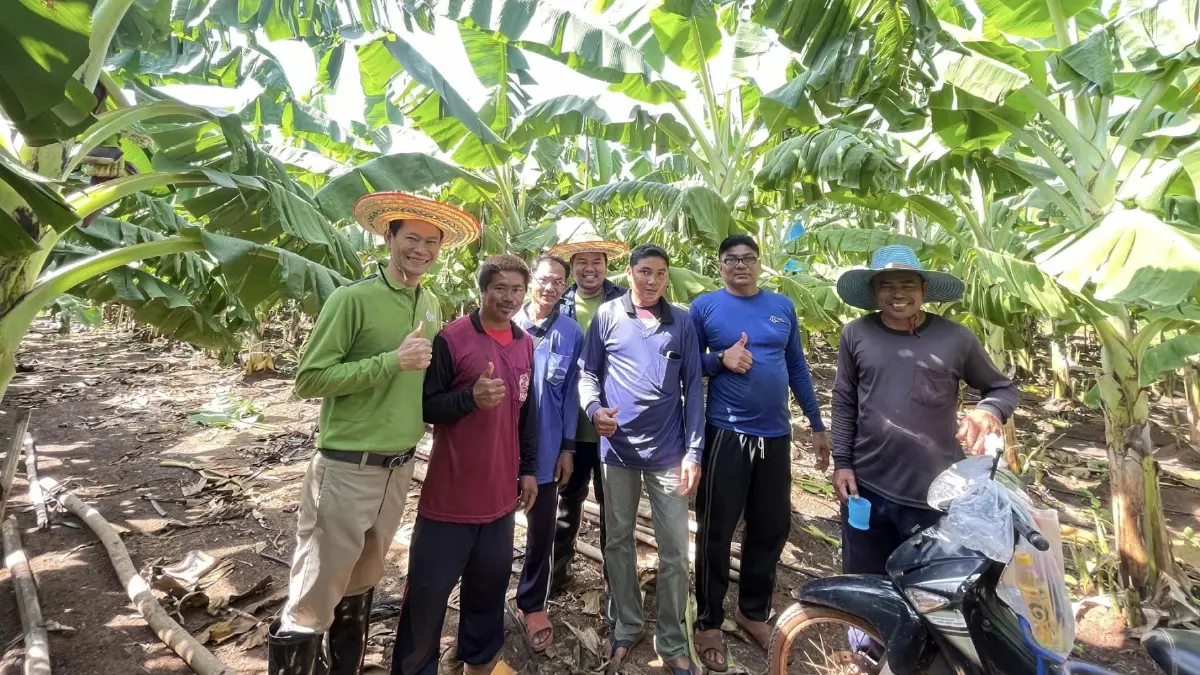 เสาวณี วิเลปะนะปลูกคิง ฟรุทส์สืบต่อการเกษตรส่งบานาน่า ไซเดอร์ ปูฐานต่างแดน