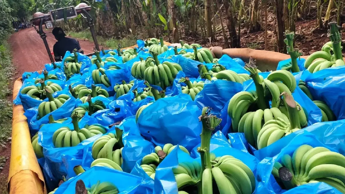 เสาวณี วิเลปะนะปลูกคิง ฟรุทส์สืบต่อการเกษตรส่งบานาน่า ไซเดอร์ ปูฐานต่างแดน