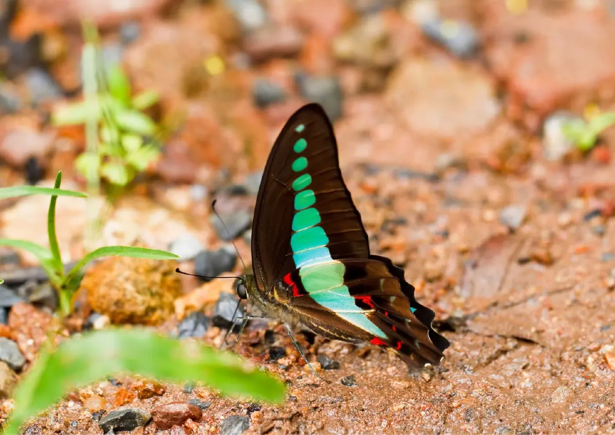 TEI ชี้ 'เที่ยว' ต้องไม่ทำลายผีเสื้อ หลังจำนวนลดลงเพราะสภาพอากาศ