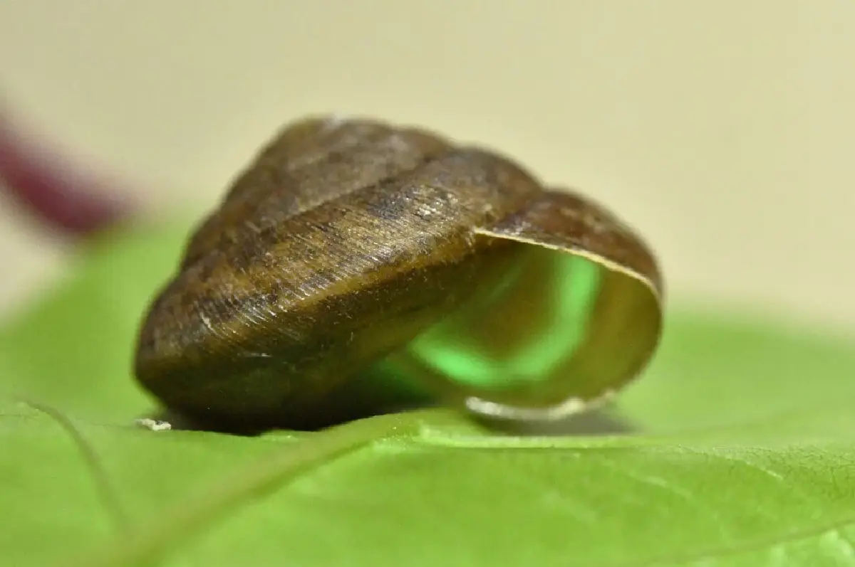 พบกับ 'หอยทากบกเรืองแสง' ตัวแรกของไทย จุฬาฯ เตรียมต่อยอดวิจัยทางการแพทย์