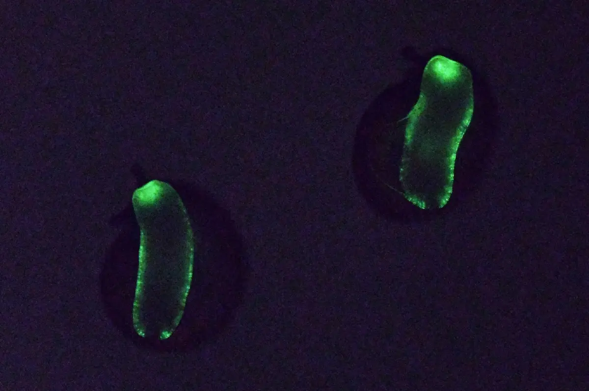 หอยทากบกเรืองแสงสีเขียว บริเวณส่วนเท้าด้านหน้า