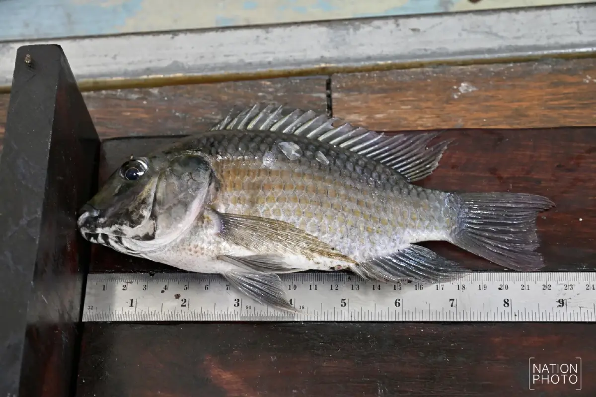 เปิดที่มา "ปลาหมอสีคางดำ” เอเลี่ยนสปีชีส์ ถูกลักลอบเข้าไทยนานเกือบ 20 ปี