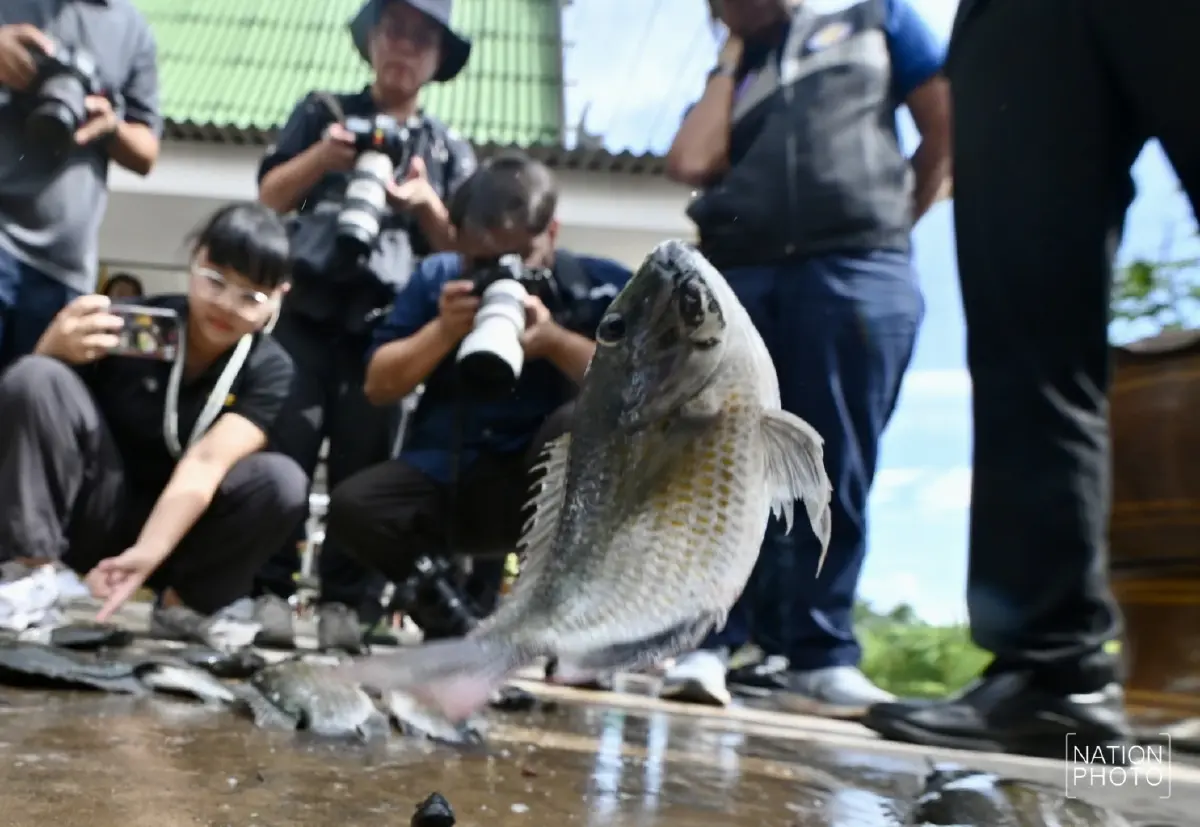 เปิดที่มา "ปลาหมอสีคางดำ” เอเลี่ยนสปีชีส์ ถูกลักลอบเข้าไทยนานเกือบ 20 ปี