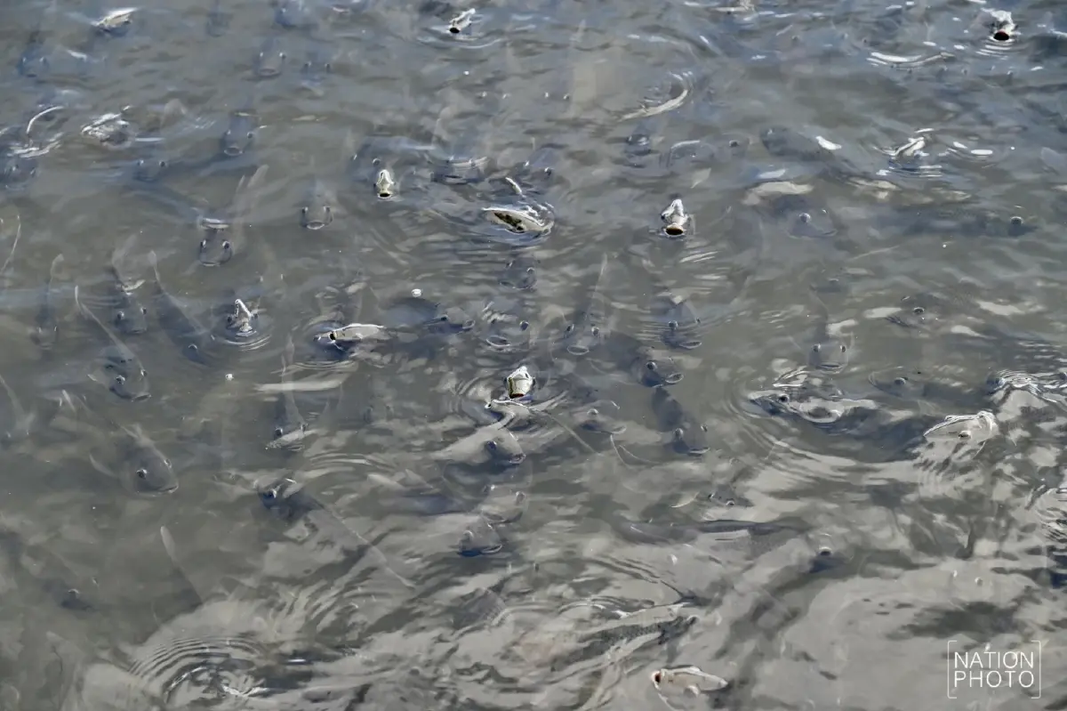 เปิดที่มา "ปลาหมอสีคางดำ” เอเลี่ยนสปีชีส์ ถูกลักลอบเข้าไทยนานเกือบ 20 ปี