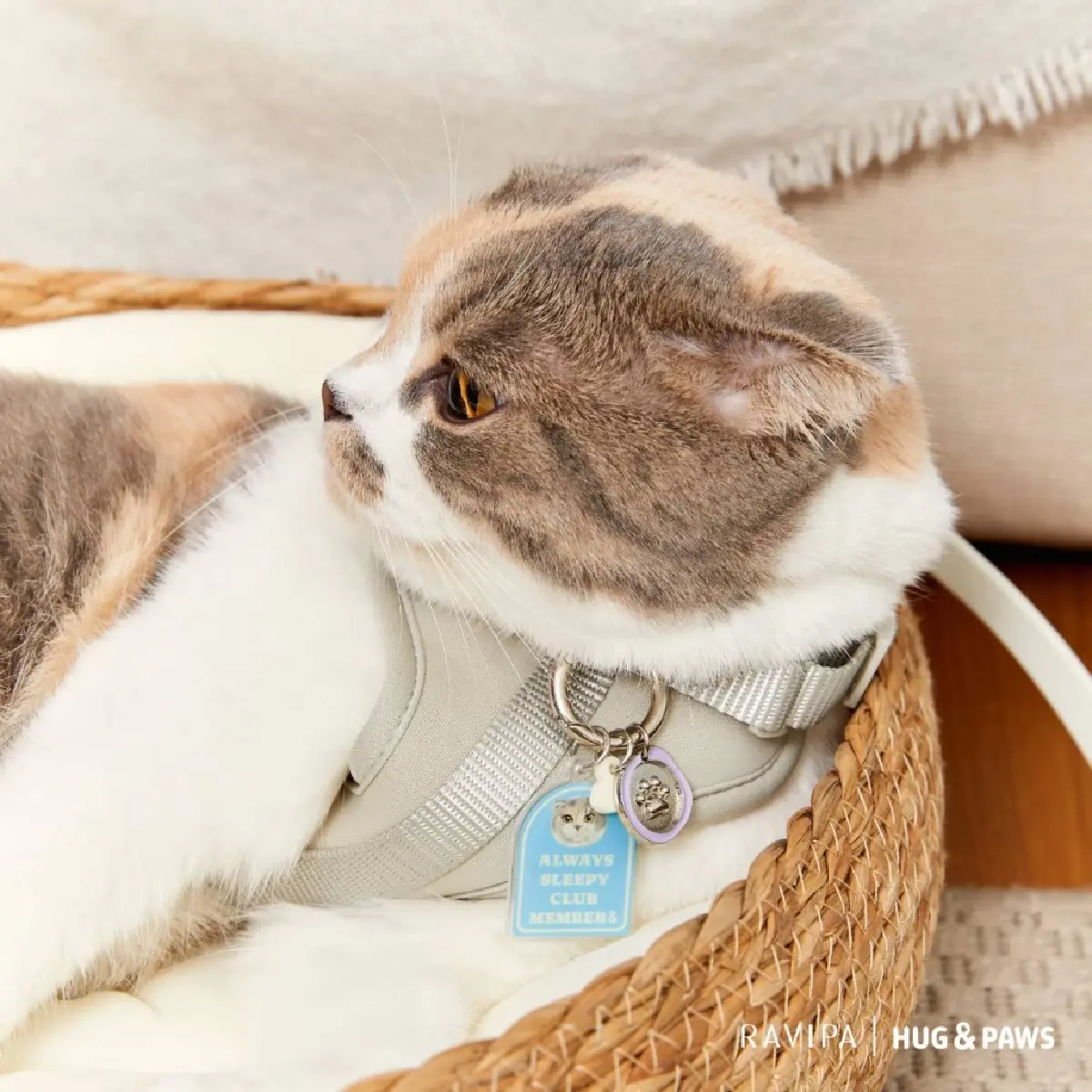 เปิดตัวเครื่องรางปกป้องดูแลสัตว์เลี้ยง สำหรับ"ทาสแมว ทาสหมา"