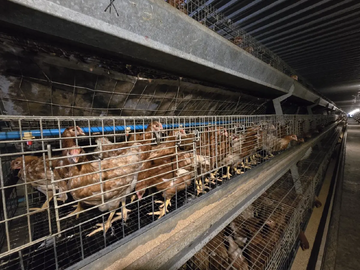 ฟาร์มระพีพัฒน์ ฟาร์มไก่ไข่รายเล็ก หัวใจใหญ่ ทรานส์ฟอร์ม สู่ Zero Waste