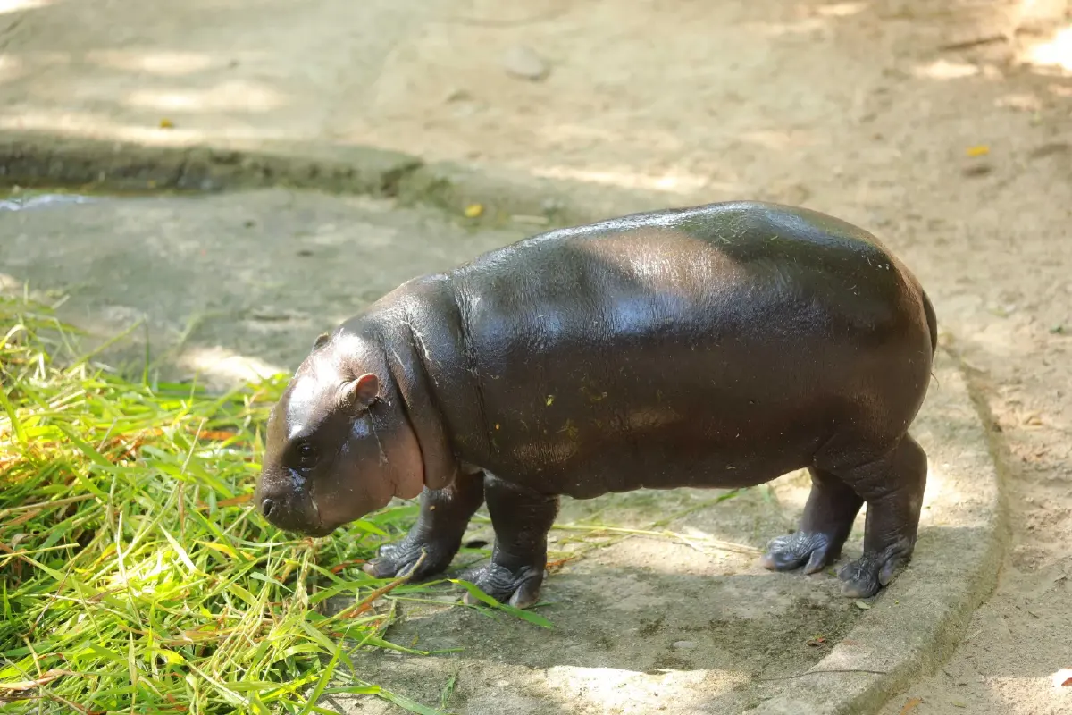 TOPS x Moo Deng & Friends ต่อยอด Soft Power ‘หมูเด้งฟีเวอร์’