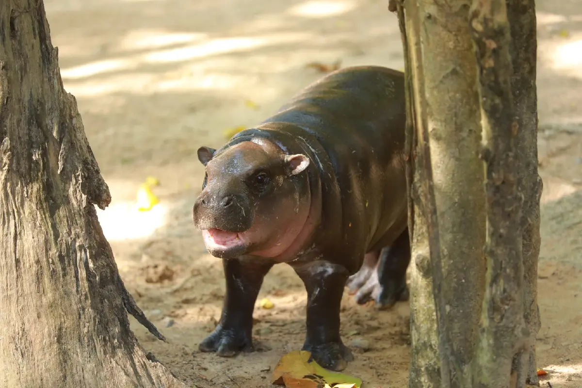 TOPS x Moo Deng & Friends ต่อยอด Soft Power ‘หมูเด้งฟีเวอร์’