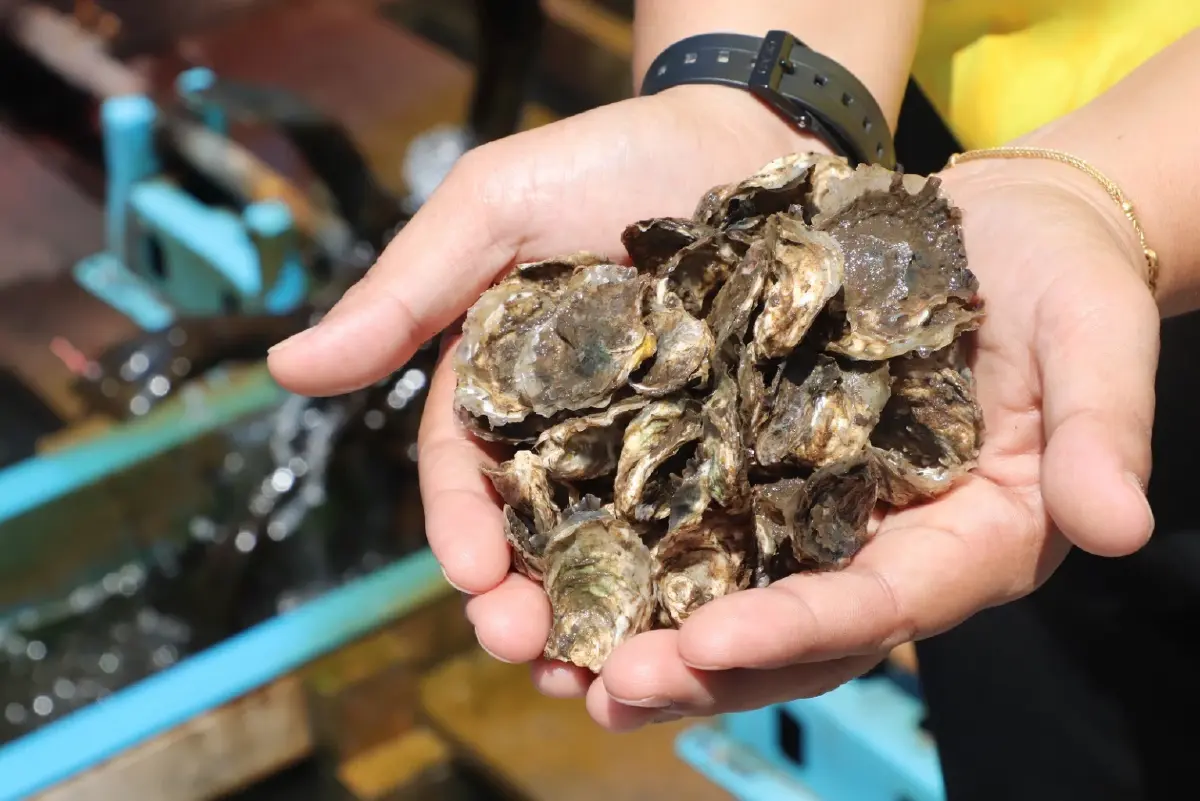 หนุนนวัตกรรมยกระดับเลี้ยงหอยนางรม พัฒนาชุมชนชายฝั่งตรังสู่ความยั่งยืน