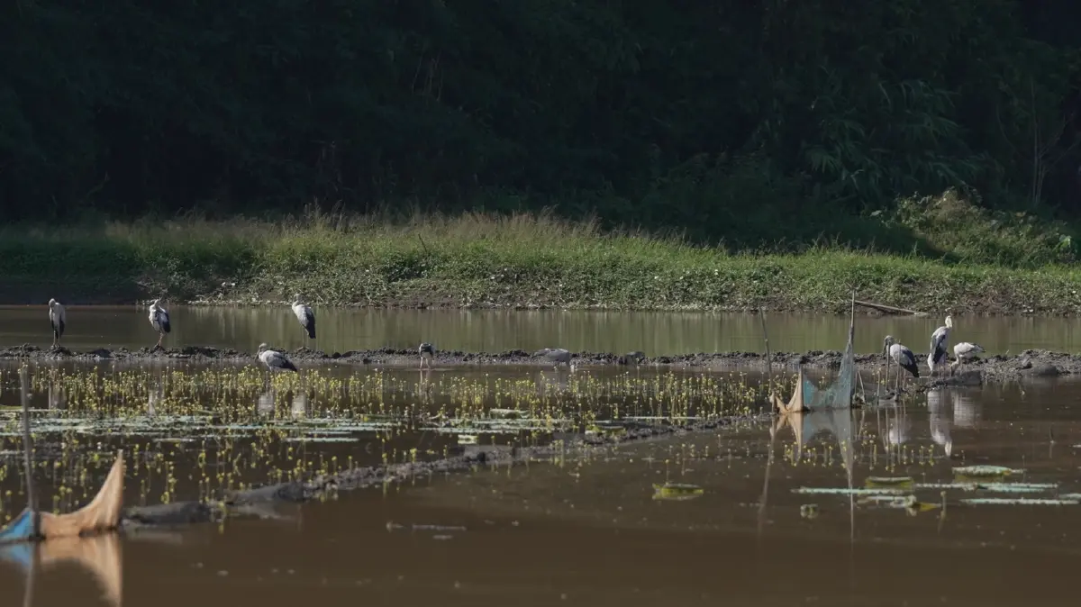 โครงการพัฒนาแก้มลิงเวียงหนองหล่มพร้อมอาคารประกอบ จังหวัดเชียงราย