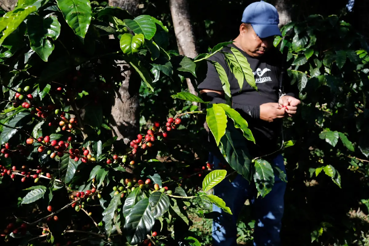 ธุรกิจกาแฟระส่ำ ราคาเมล็ดกาแฟซื้อขายกันใกล้ระดับสูงสุดในครึ่งศตวรรษ