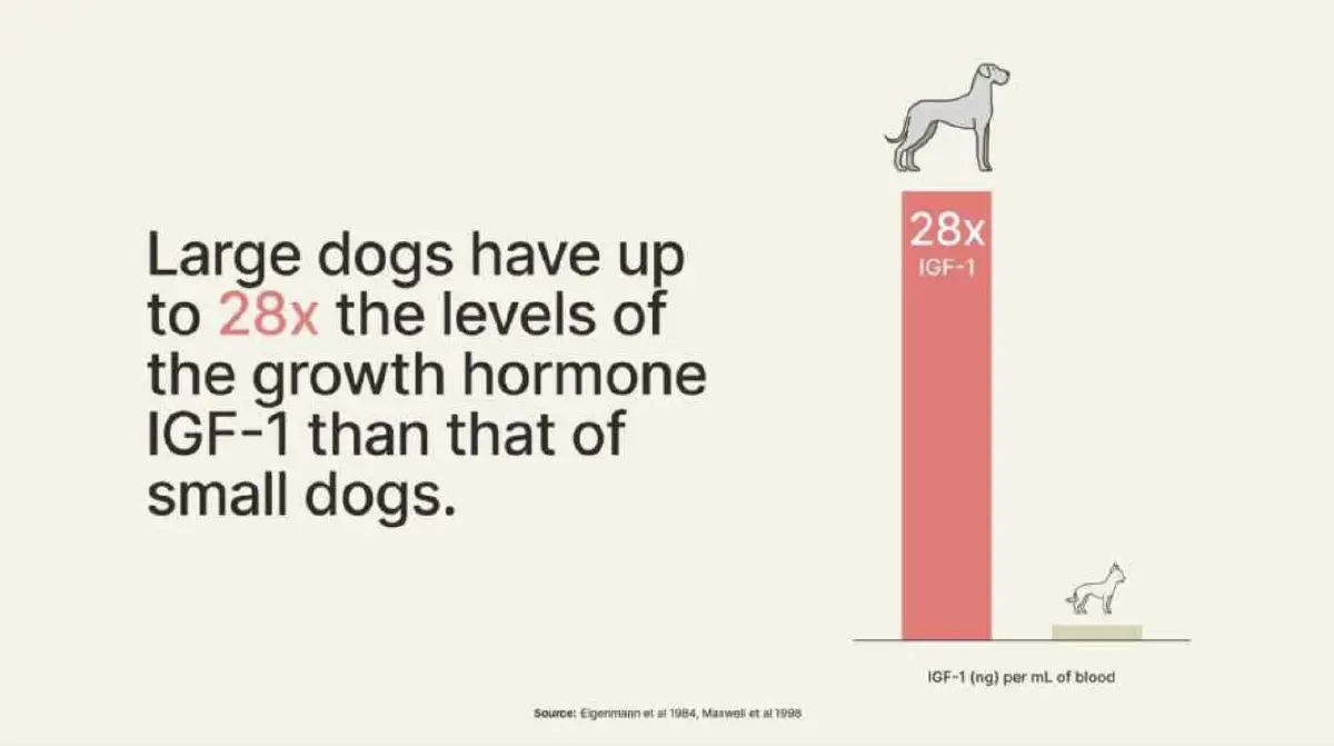 สุนัขพันธุ์ใหญ่มีฮอร์โมนที่ทำให้เชื่อได้ว่าจะทำให้แก่เร็วสูงกว่าถึง 28 เท่า