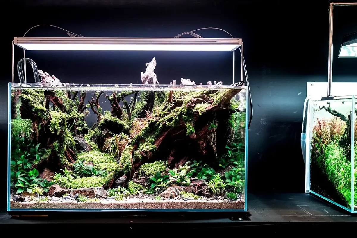 ดำดิ่งไปกับความงามโลกใต้น้ำในงาน “Thailand Aquascaping Art Fair (TAAF) 2025”