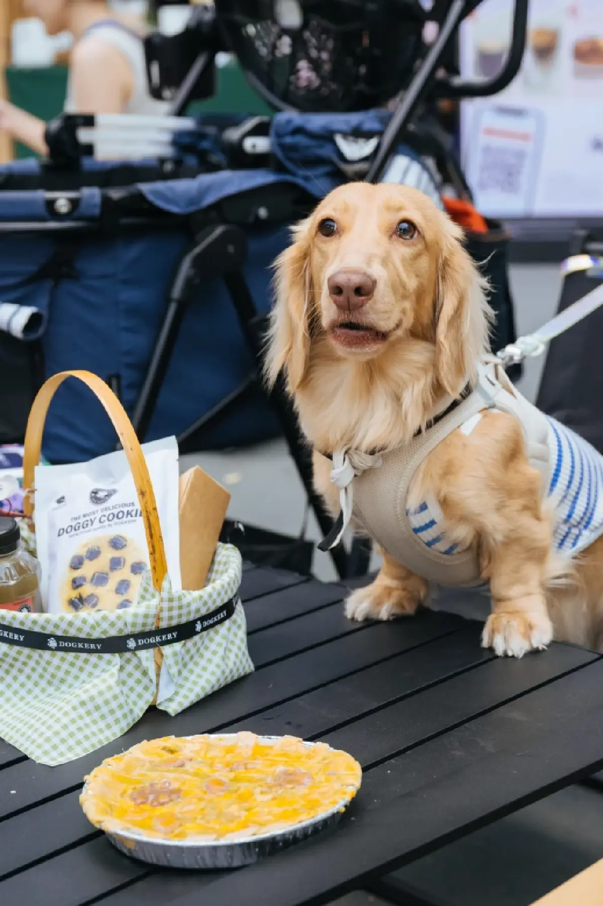 ปิกนิกสุดชิลล์กับน้องหมา! Dogkery ชวนสร้างสุขแบบ Wellness ที่ Pet PARQ