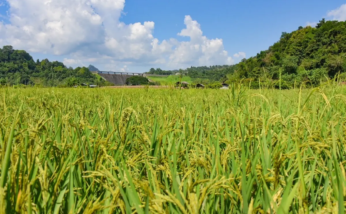 กรมชลฯ จัดสรรน้ำตามแผน เกษตรกรทำนาปรังไปแล้ว 91%