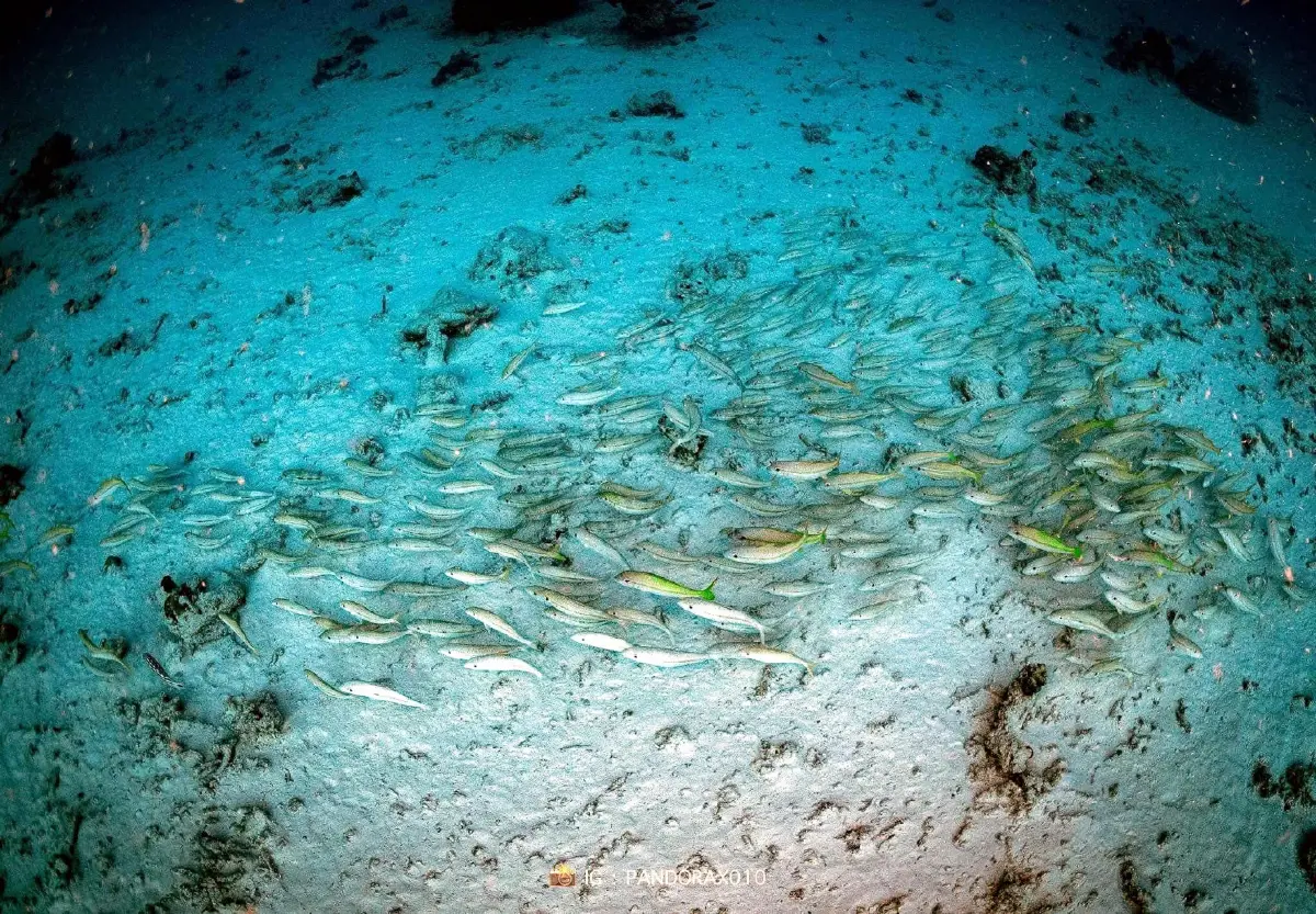 ดร.ธรณ์ เผยพฤติกรรมสุดแปลกของปลา เมื่อแผ่นดินไหวใต้ทะเล