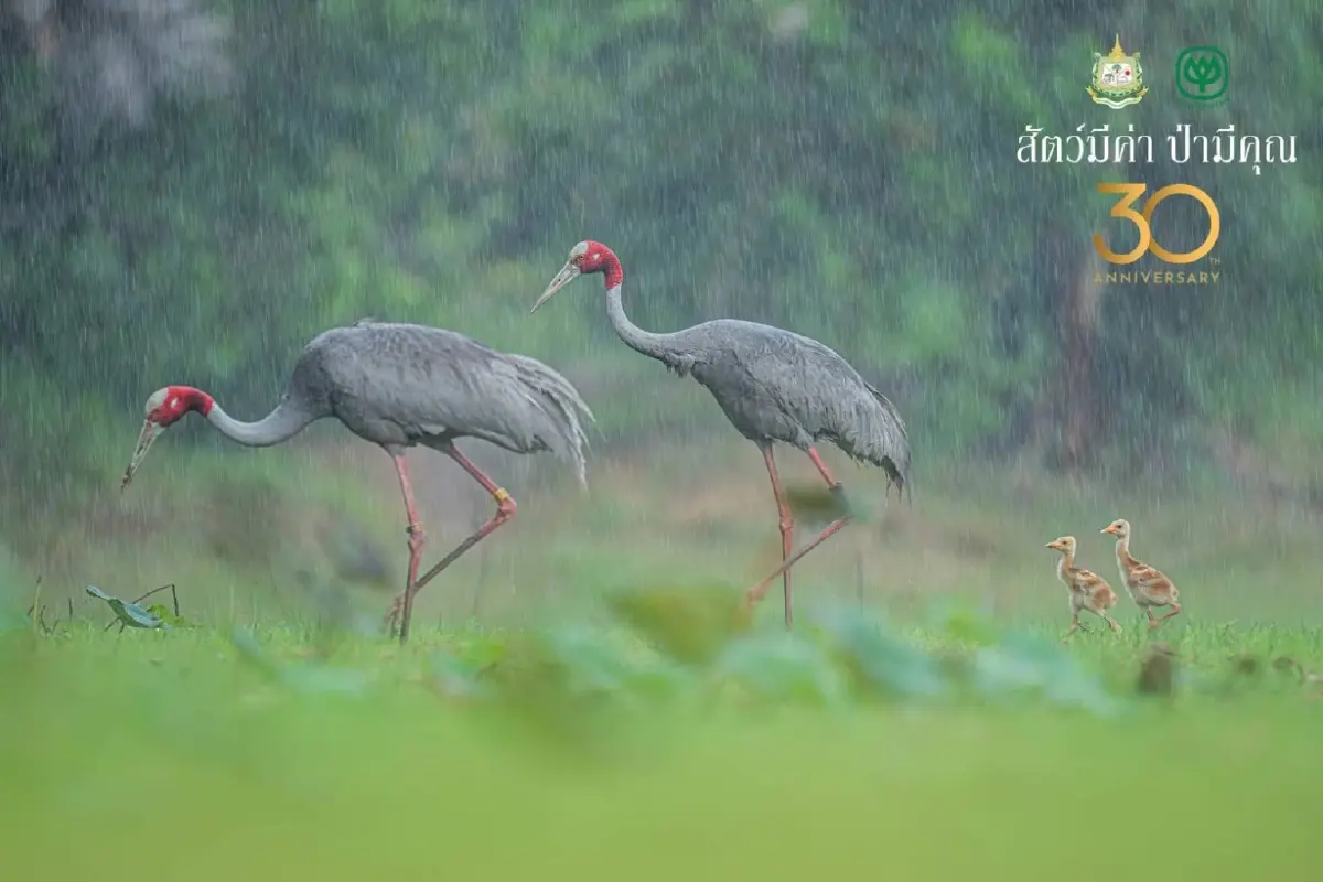 3 ทศวรรษ "สัตว์มีค่า ป่ามีคุณ" ชมภาพถ่ายสัตว์ป่าไทย ณ หอศิลป์ฯ 4-16 มี.ค. นี้