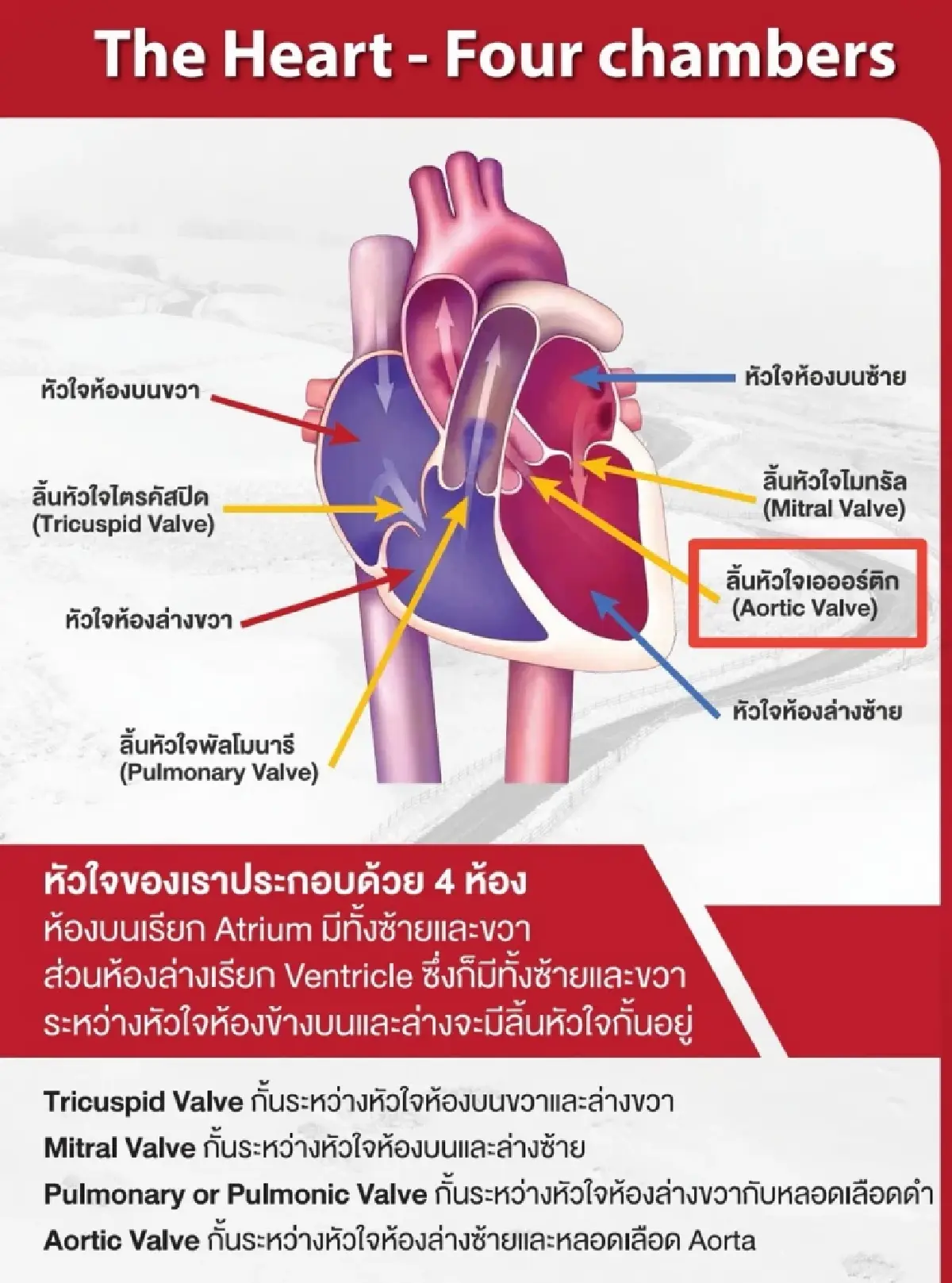 รู้สัญญาณอันตราย 'โรคลิ้นหัวใจ' สูงวัยเสี่ยงป่วยถึงแก่ชีวิต