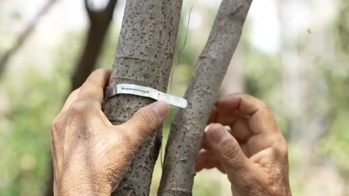 การระบุพิกัดต้นไม้ในโครงการ BAAC Carbon Credit