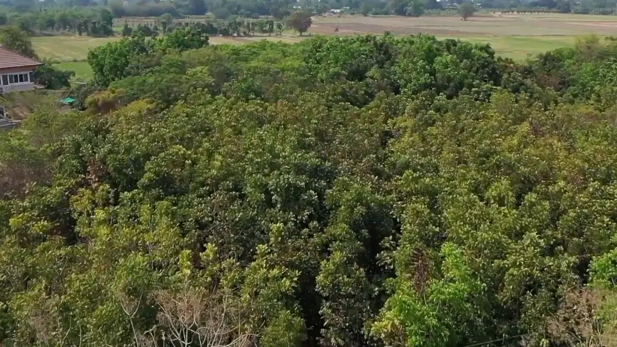 เจาะลึก เปลี่ยนอากาศและพื้นที่น้ำท่วมเป็น 'เงิน' ที่ จ.อ่างทอง