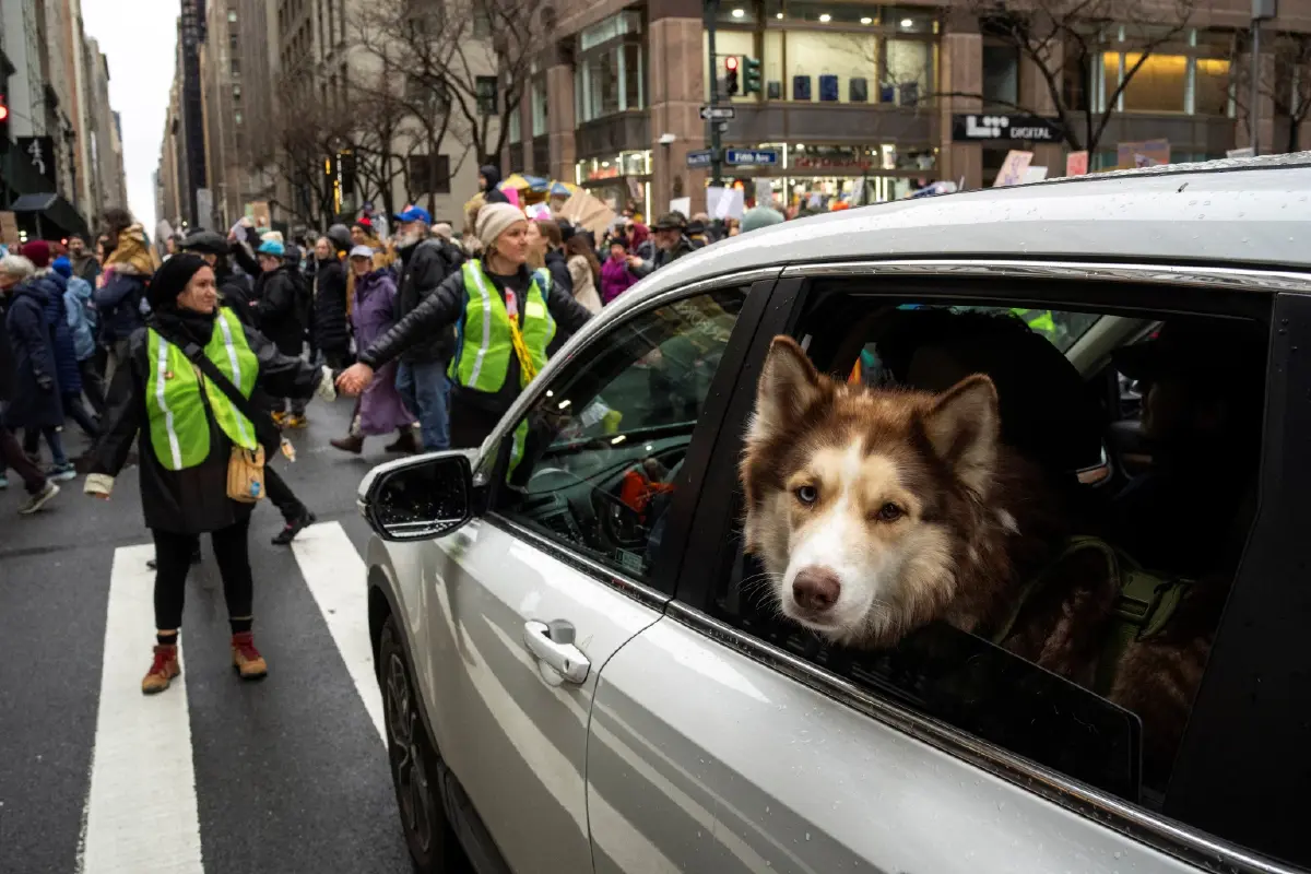 เลี้ยงหมา-แมว กทม. ปี 69 ต้องจดทะเบียน-ทำหมัน เลี้ยงได้ตามพื้นที่