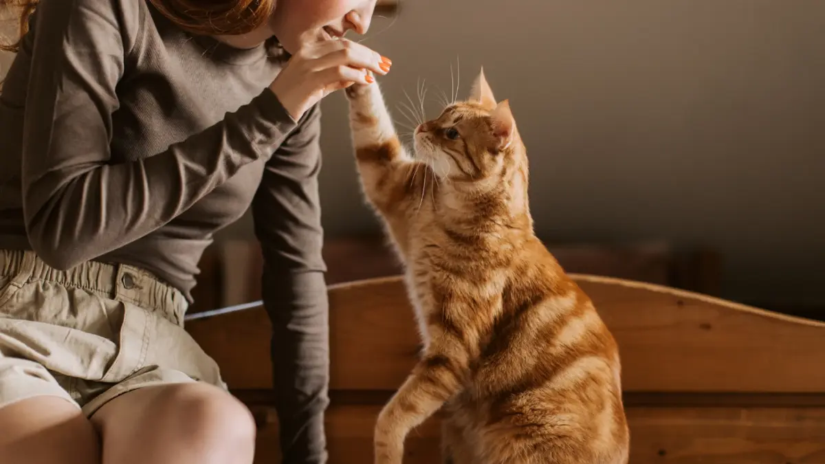 สัตว์เลี้ยงเจ็บป่วยจากอะไรได้?  ชี้ตัวการโรค-โลกร้อน-มนุษย์