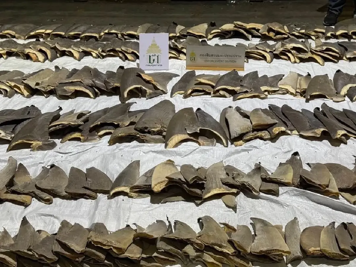 ยึดครีบฉลาม