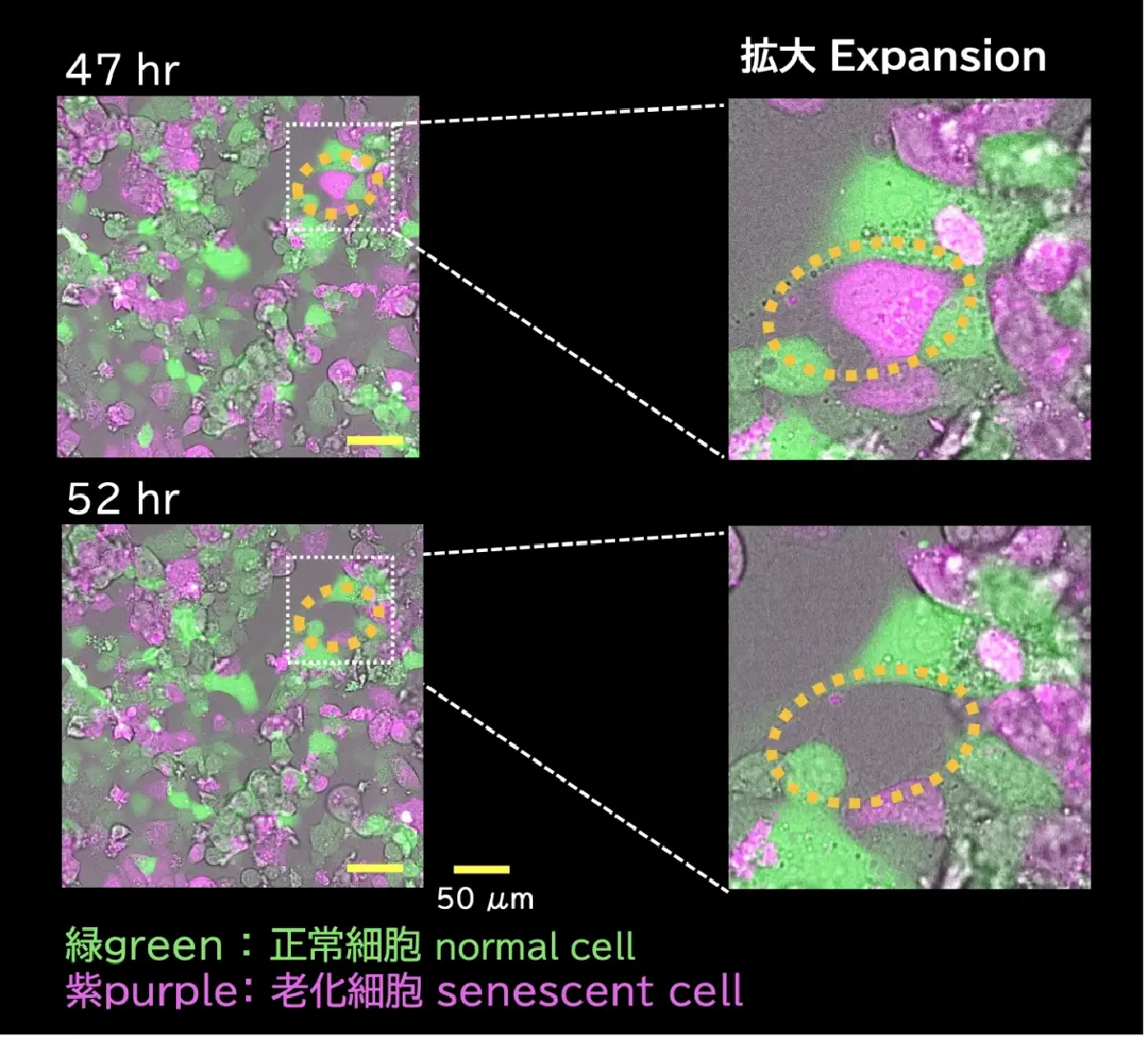 จุดภายในสี่เหลี่ยมซึ่งเป็น 'เซลล์ชรา' หายไป