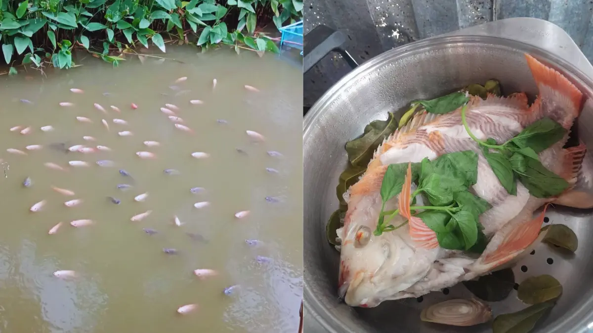 ปลาจากบ่อ