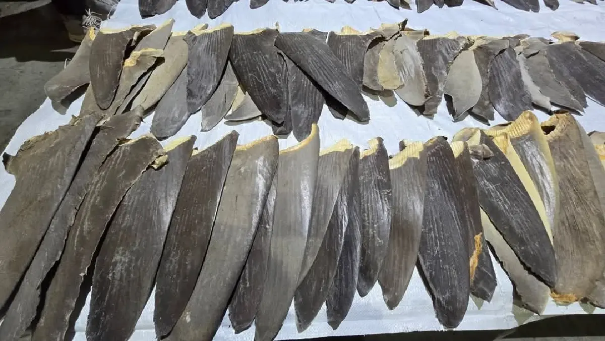 ยึดครับฉลาม