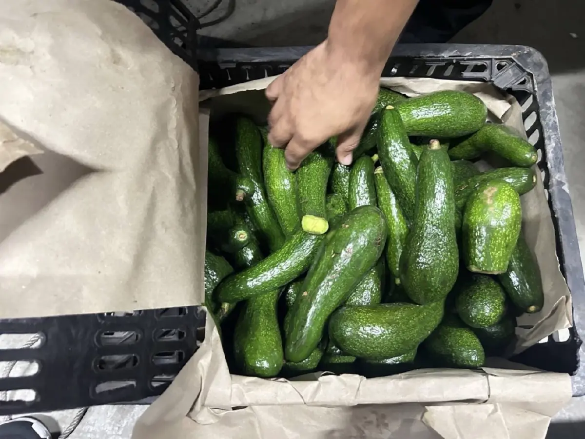 จับอะโวคาโดเถื่อน