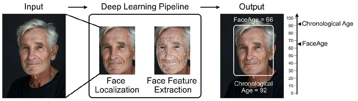 แค่เซลฟี่ก็รู้! FaceAge AI ถอดรหัส "อายุชีวภาพ"  ที่ซ่อนบนใบหน้า