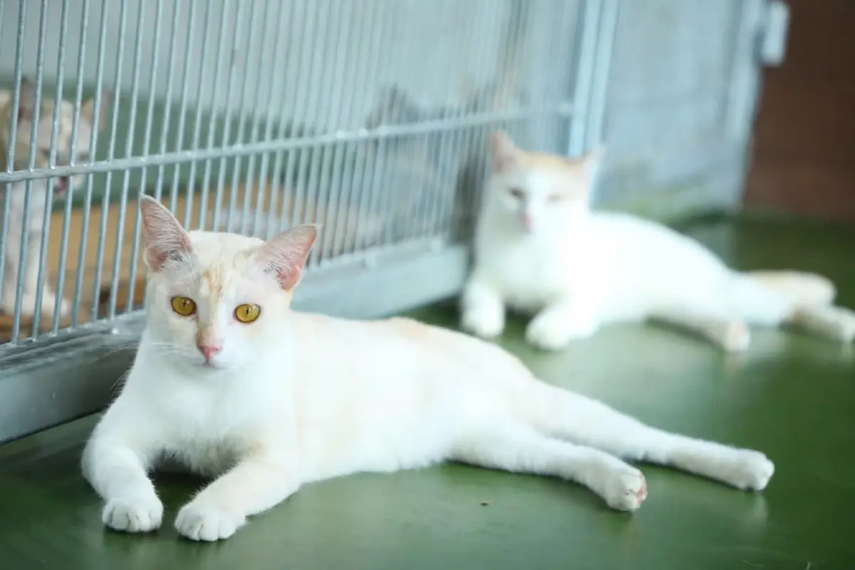 กฎหมายใหม่ไม่ได้ไล่คนเลี้ยงหมา แมว ! แค่ลงทะเบียน เริ่ม 10 ม.ค. 69