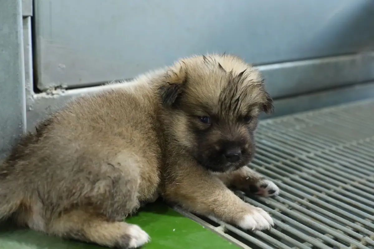 กฎหมายใหม่ไม่ได้ไล่คนเลี้ยงหมา แมว ! แค่ลงทะเบียน เริ่ม 10 ม.ค. 69