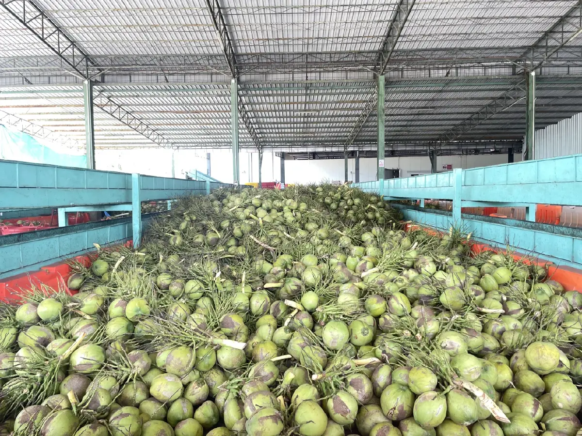 NC Coconut พามะพร้าวน้ำหอมไทยโกอินเตอร์ กวาดรายได้โตต่อเนื่อง