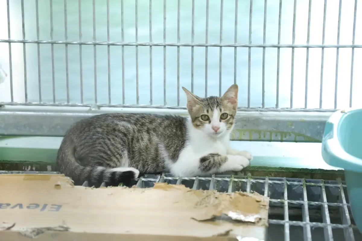 กฎหมายใหม่ไม่ได้ไล่คนเลี้ยงหมา แมว ! แค่ลงทะเบียน เริ่ม 10 ม.ค. 69