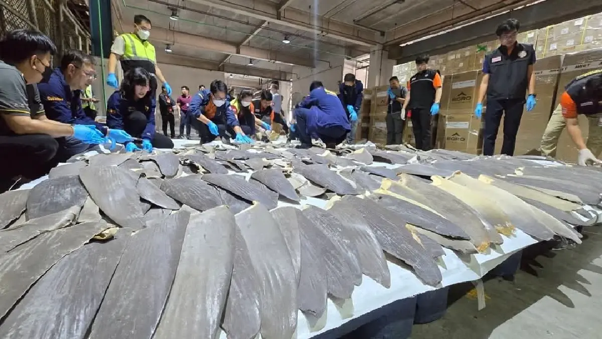 ยึดครับฉลาม