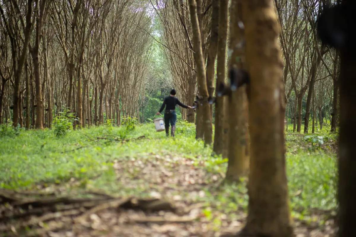 "กยท." จับมือเกษตรกรสวนยางเลื่อนกรีดยาง 1 เดือน กระตุ้นราคาพุ่ง