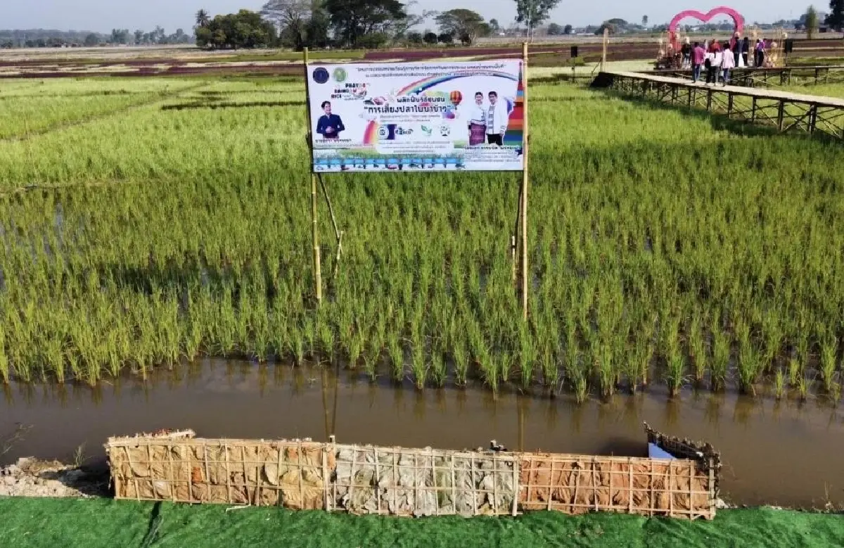 'พะเยาโมเดล' ใช้เทคฯ เพาะพันธุ์ปลาเคลื่อนที่ในนาข้าวสรรพสี