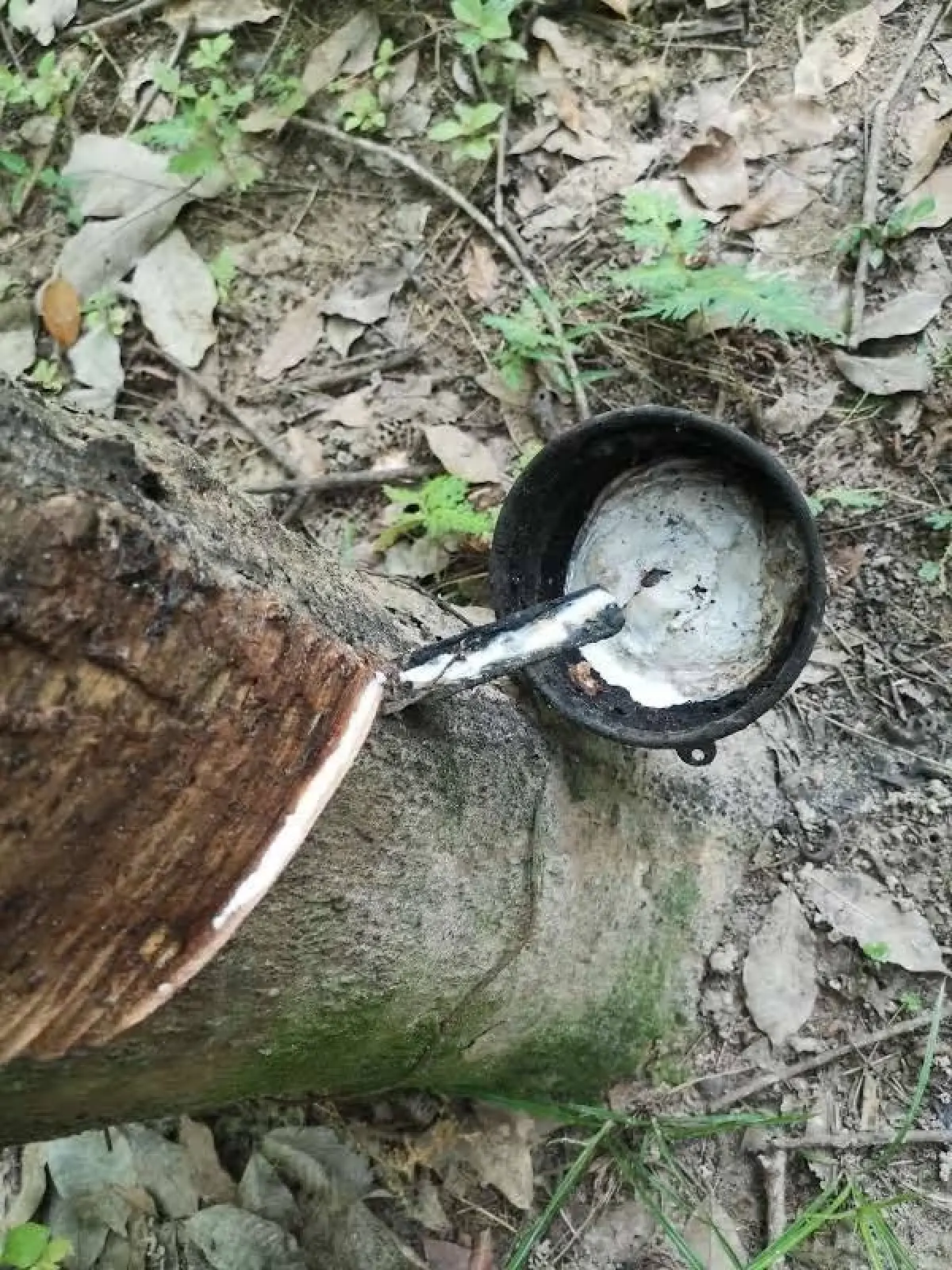 นักวิจัยไทยเจ๋งค้น “HeLP” จากยางพารา เสริมสุขภาพ ต้านมะเร็ง