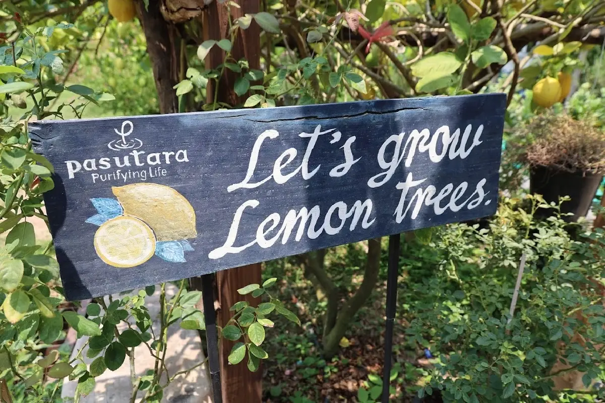 ‘พสุธารา’ ปลูก-แปรรูป เลม่อน ตีตลาดออนไลน์ ขาย 2 ชั่วโมง ได้ 1 ล้าน