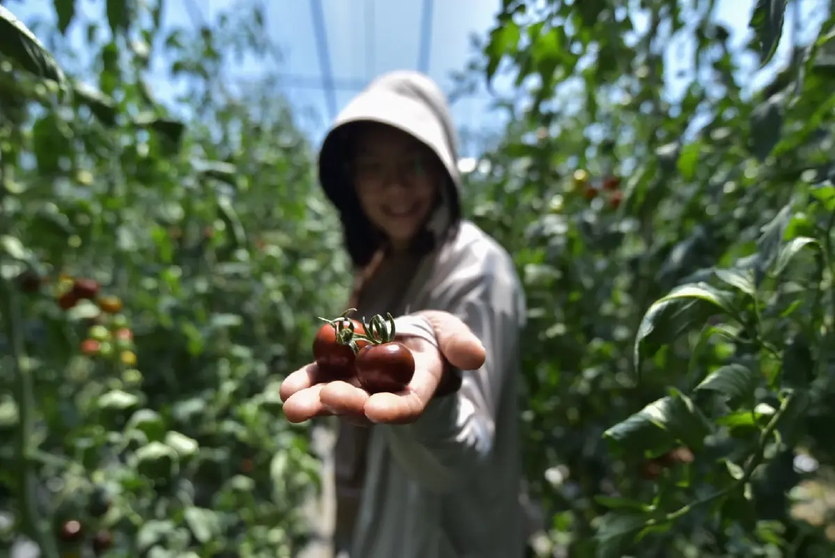 มะเขือเทศพันธุ์โบตั๋นดำ