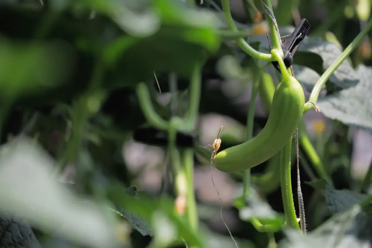 แตงกวา อีกหนึ่งผลผลิตสำคัญของจีน