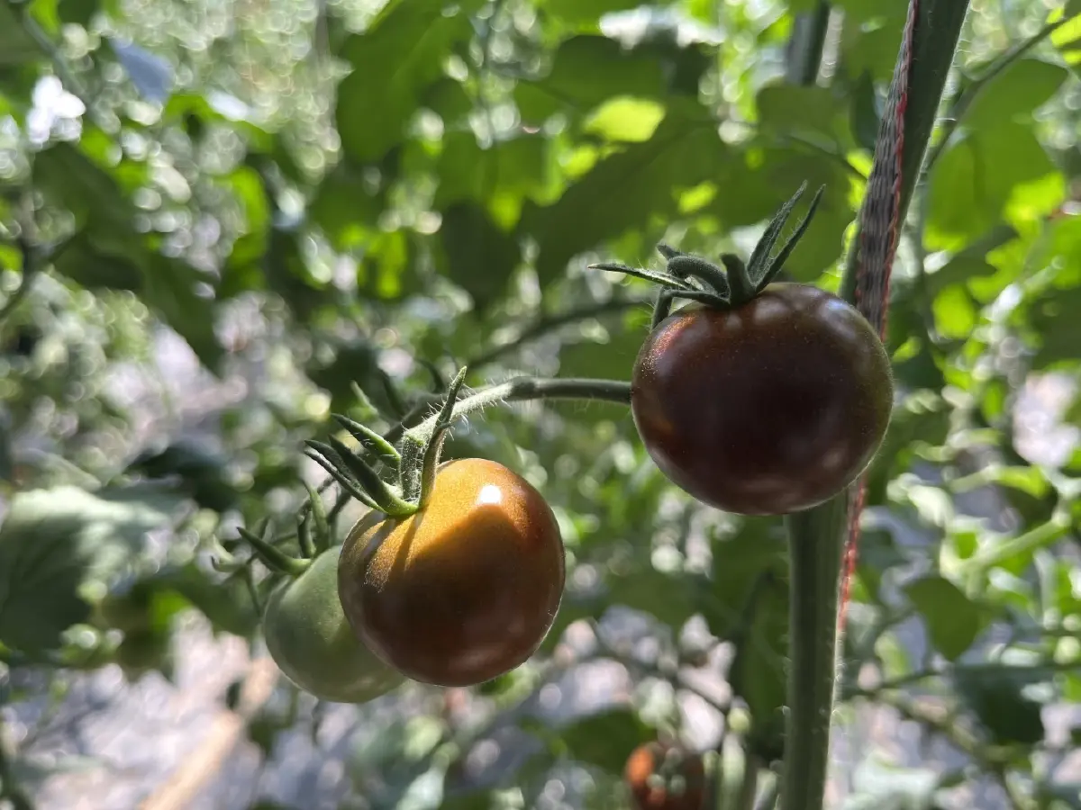 ท่อง ‘ซินเจียง’ พลิกความแห้งแล้ง สู่ พื้นที่เกษตรกรรมสุดไฮเทค!