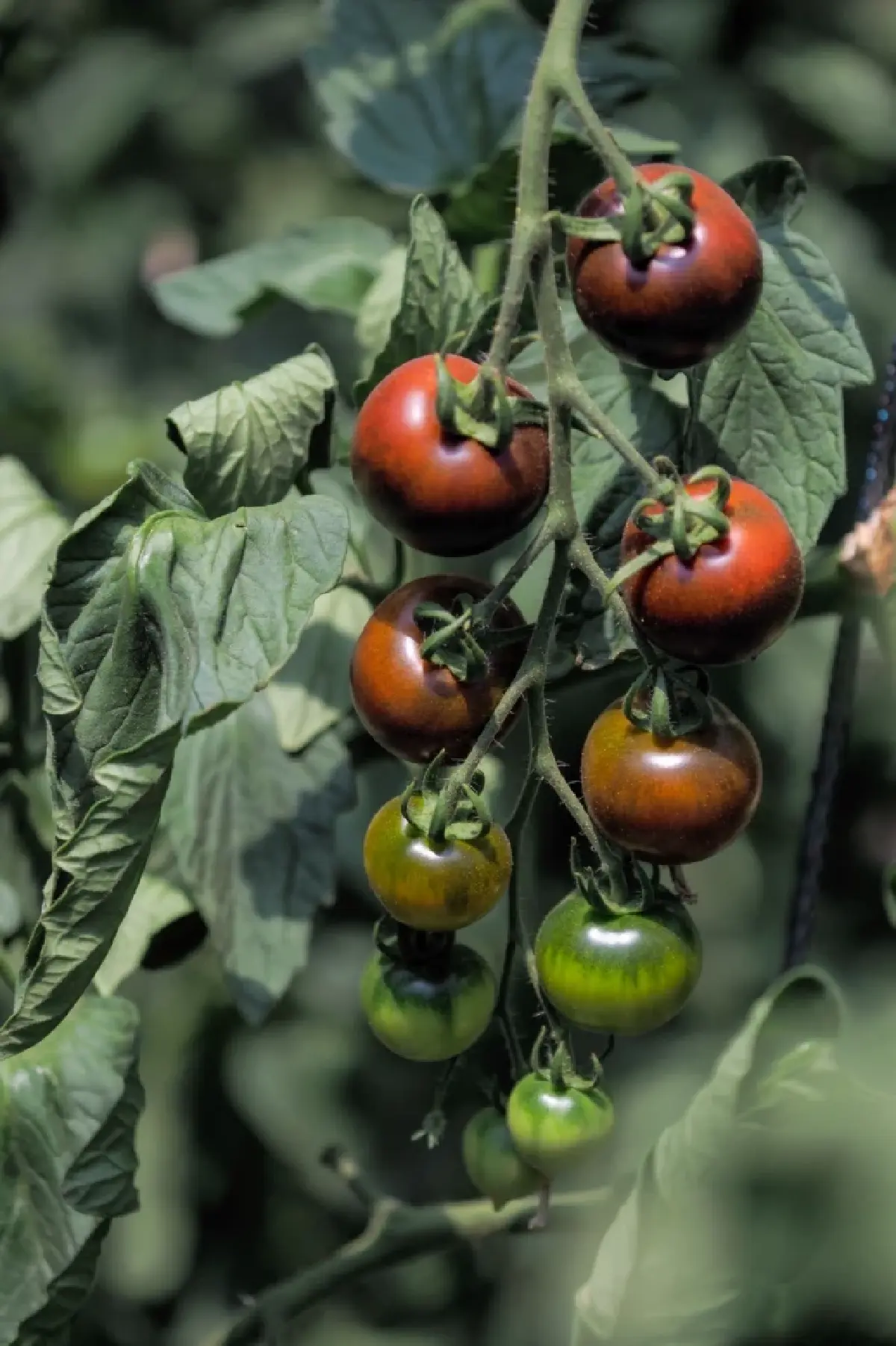 ผลผลิตต่อหนึ่งพวง