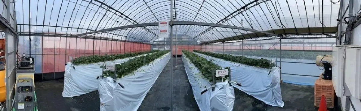 ญี่ปุ่นพัฒนาหุ่นยนต์เก็บเกี่ยวผลผลิต รับมือการขาดแคลนแรงงาน