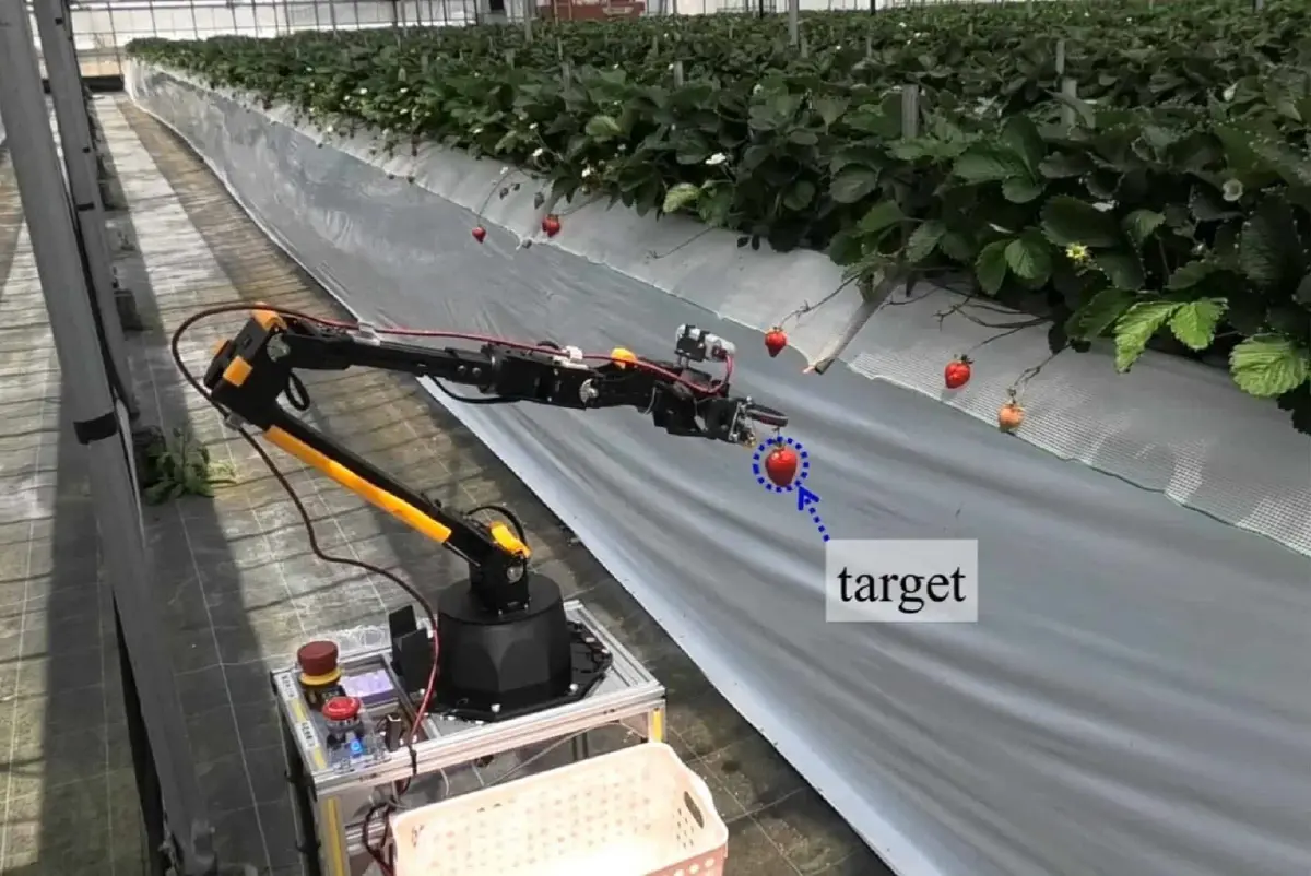 ญี่ปุ่นพัฒนาหุ่นยนต์เก็บเกี่ยวผลผลิต รับมือการขาดแคลนแรงงาน